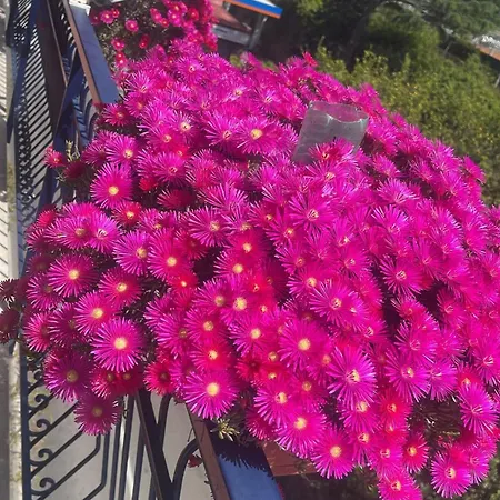 Bougainvillea Relais ゲストハウス 4*